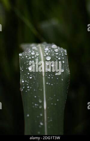 rain drops on leaves Stock Photo