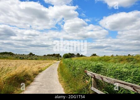 Gibraltar Point National Nature Reserve, managed by Lincolnshire Wildlife Trust. Near Skegness, Lincolnshire, UK Stock Photo