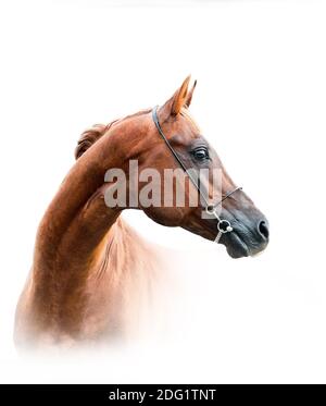 chestnut arabian stallion isolated over a white background Stock Photo