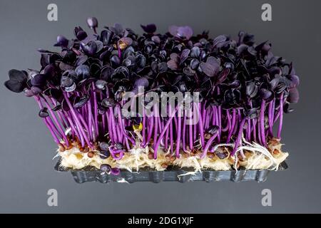 close up of purple colored microgreens on dark background Stock Photo