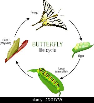 butterfly life cycle from eggs and Larva (caterpillar) to Pupa (chrysalis) and Imago. Vector diagram for educational, science, and biological use Stock Vector