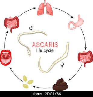 Ascaris. life cycle. Vector illustration of the most common human nematode infection. Worms grow and reproduction in human body, and production of egg Stock Vector