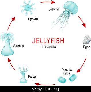 Moon jelly (Aurelia aurita). life cycle of jellyfish from eggs to larva, Polyp, Strobila and Ephyra. Jellyfish reproduce both sexually and asexually. Stock Vector