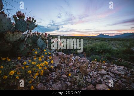 A colorful sunset over the desert in Big Bend National Park with cacti in the foreground Stock Photo
