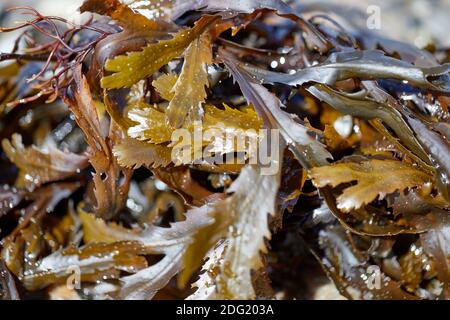 Fucus serratus, toothed wrack or serrated wrack Stock Photo