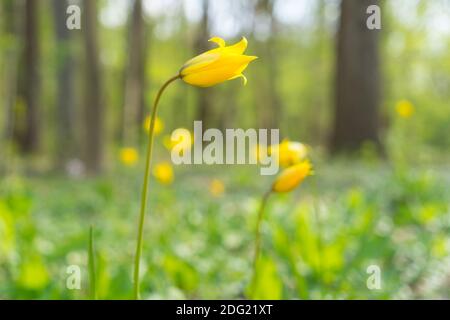 Bright colored yellow wild woodland tulips tulipa sylvestris in  early spring light with a bokeh in the background Stock Photo