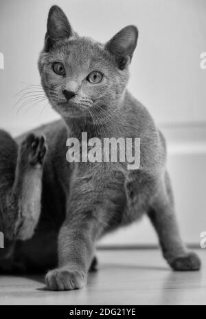 Black and white portrait of a young Chartreux cat playing indoors. Stock Photo
