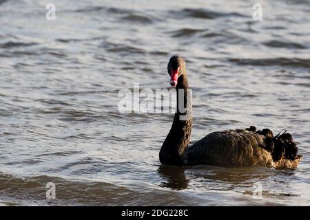 Black Swan on Hemlington Lake in Middlesbrough North Yorkshire Stock Photo
