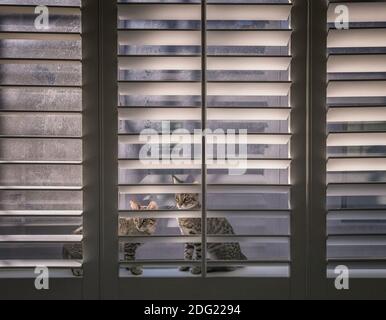 Two Tabby kittens sit behind plantation shutters, Los Angeles, CA. Stock Photo