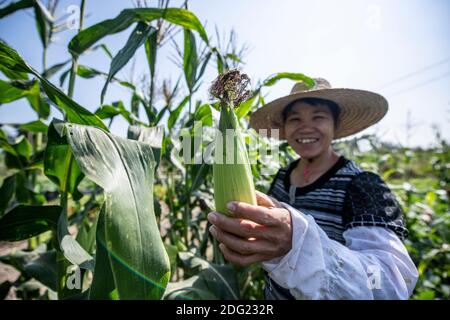 Small scale agriculture in rural China - organic, subsistence farming. A female farmer waters her produce and offers the photographer some corn.