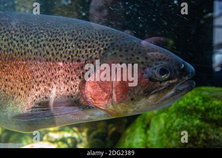 large rainbow trout drifting through the current in search for lunch Stock Photo