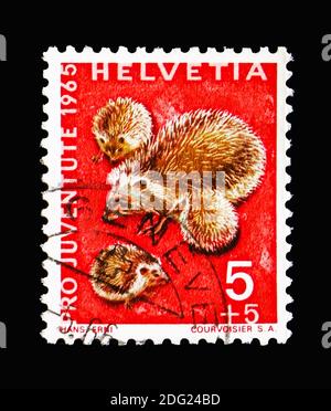 MOSCOW, RUSSIA - AUGUST 18, 2018: A stamp printed in Switzerland shows European Hedgehog (Erinaceus europaeus), Pro Juventute: Wild animals serie, cir Stock Photo