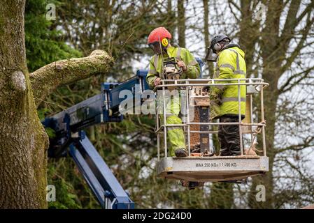 Hampshire,England, UK. 2020. Tree surgeon felling an Ash tree from cherry picker platform. Stock Photo