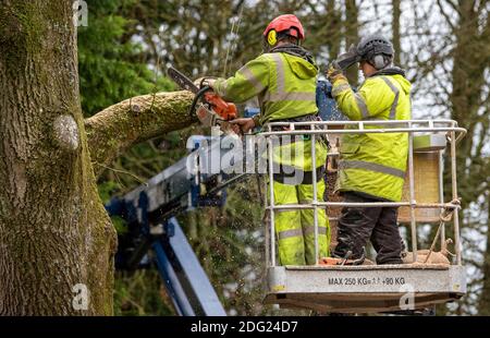 Hampshire,England, UK. 2020. Tree surgeon felling an Ash tree from cherry picker platform. Stock Photo