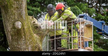 Hampshire,England, UK. 2020. Tree surgeon felling an Ash tree from cherry picker platform. Stock Photo