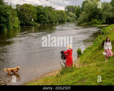 A golden retriever plays in the River Thames running through Eton College. Stock Photo