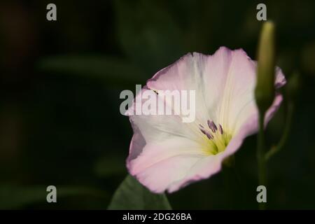 A very beautiful wild flower, its original name is Convolvulus Scammonia, it is a member of Convolvulaceae flower family. Stock Photo