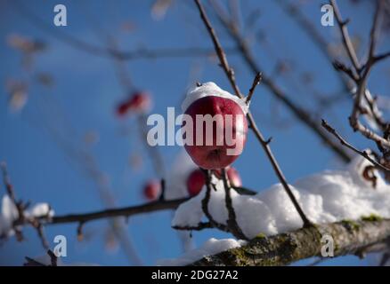 Winter apples tree. Red apples covered with snow, isolated on blue sky background Stock Photo