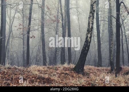 autumn forest, tree trunks in the fog, dry weather Stock Photo