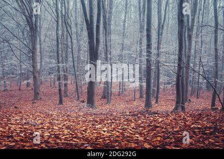 oak forest in fog, ground covered with fallen red leaves, autumn dry weather Stock Photo