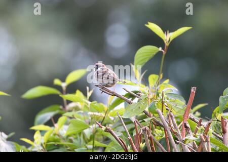 Common Tree Sparrow on a hedgerow in woodland in Middlesbrough North Yorkshire Stock Photo