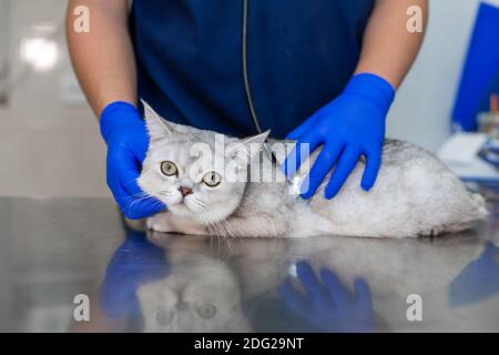 Professional vet doctor examines a white fluffy cat with a stethoscope. A young male veterinarian of Caucasian appearance works in a veterinary clinic Stock Photo