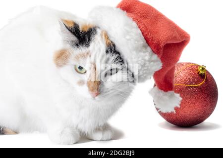red christmas ball and adult angry spotted cat in santa hat on white background Stock Photo