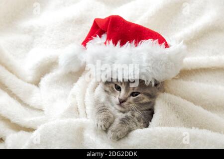 Christmas Kitten in santa claus hat portrait wrapped up in soft fluffy white plaid. Christmas gray tabby New Year cat Stock Photo