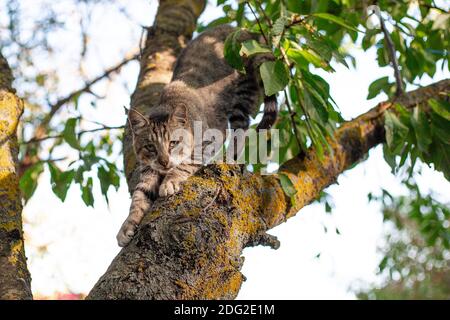 A gray tabby cat sits on a tree. Street homeless scared animals. Stock Photo