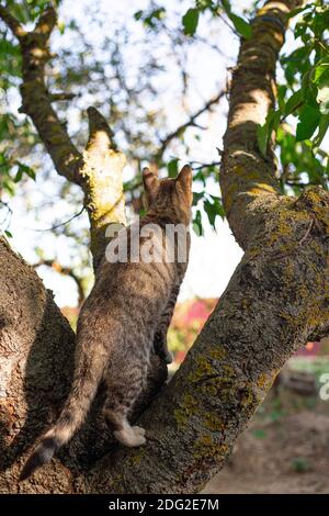 Gray tabby cat sits on a tree, rear view. Street animals hunt birds, hunt down prey Stock Photo