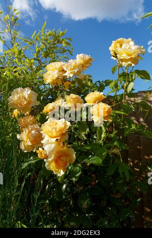 Rich yellow roses Warm Wishes in full bloom growing up a garden fence Stock Photo