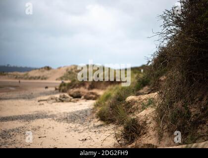 View of dunes and beach at Crow Point, Braunton Burrows in North Devon, South West England.  Taken November 2020 Stock Photo