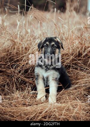 German Shepherd Puppy sitting in a field Stock Photo