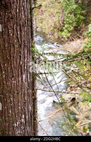 A Western Red Cedar (Thuja plicata) on the banks of the Capilano River in Vancouver, British Columbia, Canada Stock Photo