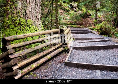 A gravel hiking path through old-growth forest at Capilano Suspension Bridge Park in North Vancouver, British Columbia, Canada Stock Photo