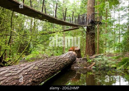 A platform and connecting suspension bridges on Douglas fir trees in North Vancouver, British Columbia, Canada Stock Photo