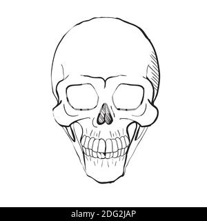 Hand drawn line art anatomically correct human skull isolated. Black and white vector illustration Stock Vector