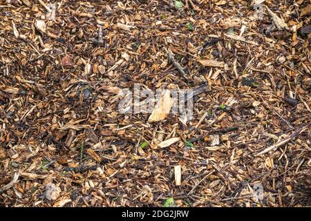 Image filled with wood chips and twigs Stock Photo