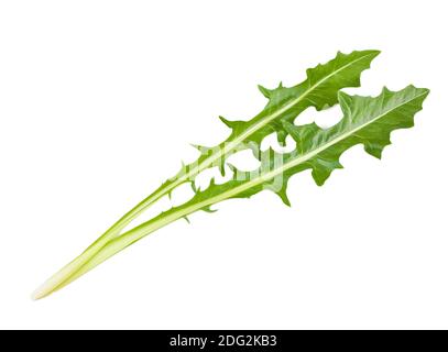 Catalogna salad leaves isolated on white background Stock Photo