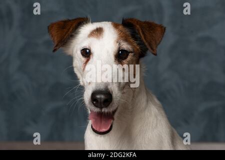 this is a foxterrier. dog, pet, studio, animal, puppy, pedigree, foxterrier, terrier, portrait, adorable, white, pedigreed, friend, purebred, mammal, Stock Photo