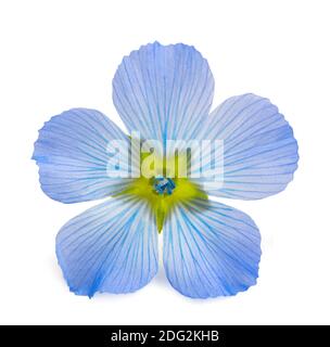 Flax Flower head isolated on white background Stock Photo