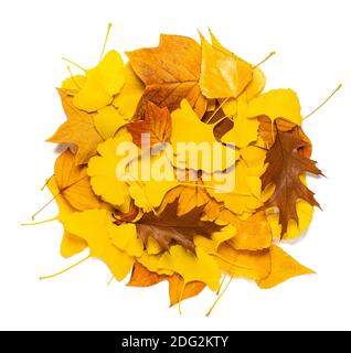 Various dried leaves mix isolated on white Stock Photo