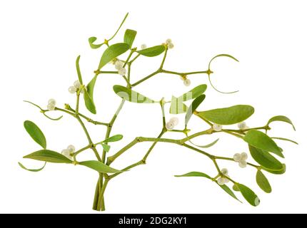 Mistletoe branch with berries isolated  on white background Stock Photo