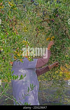 Olives of the Arbequina variety being harvested by an old woman with the rake method near the town of Mallén, province of Zaragoza (Spain) Stock Photo