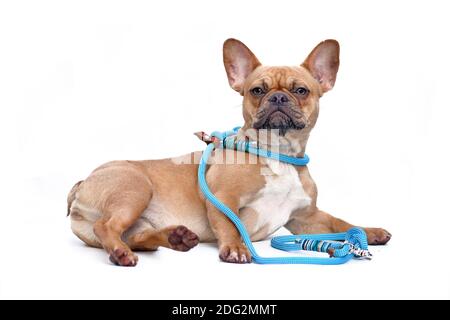 Dog modelling collar and leash set. A fawn colored French Bulldog wearing a teal retriever rope leash set while lying down isolated on white backgroun Stock Photo