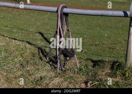 black and white horse bridle hangs from a fence in front of a green autumn meadow Stock Photo