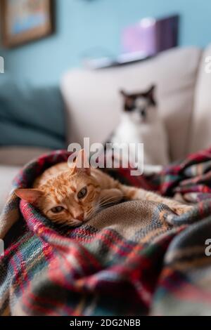 vertical composition. brown tabby cat wrapped in a colorful blanket. behind is a black and white cat Stock Photo