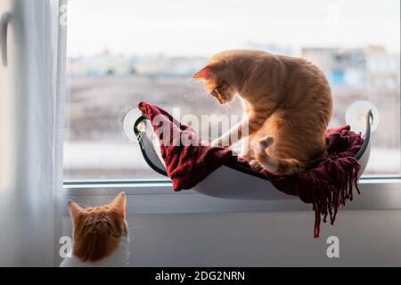 Two brown cats interact by the window Stock Photo