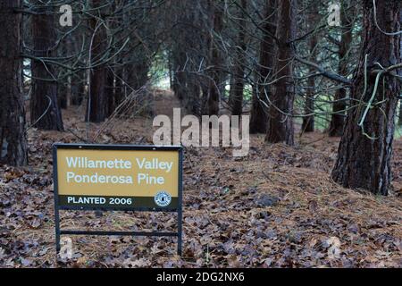 A forest of Willamette Valley Ponderosa Pine trees, planted in 2006, at the Rediscovery Forest in Silverton, Oregon, USA. Stock Photo