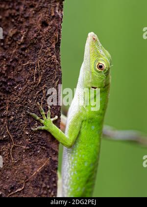 Anolis biporcatus - neotropical green anole or giant green anole, species of lizard, reptile found in forests in Mexico, Central America, Colombia and Stock Photo